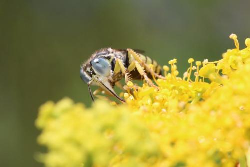 Bembix zonata